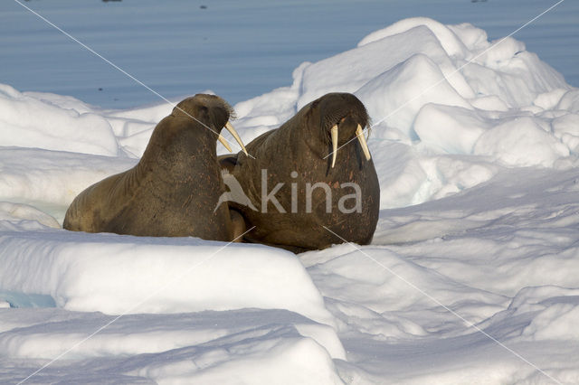 Walrus (Odobenus rosmarus)