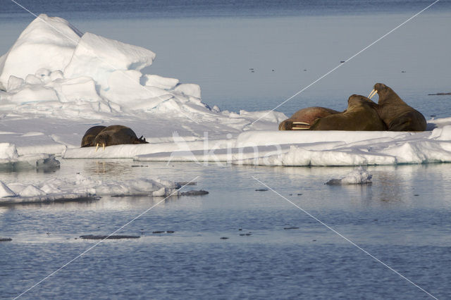 Walrus (Odobenus rosmarus)