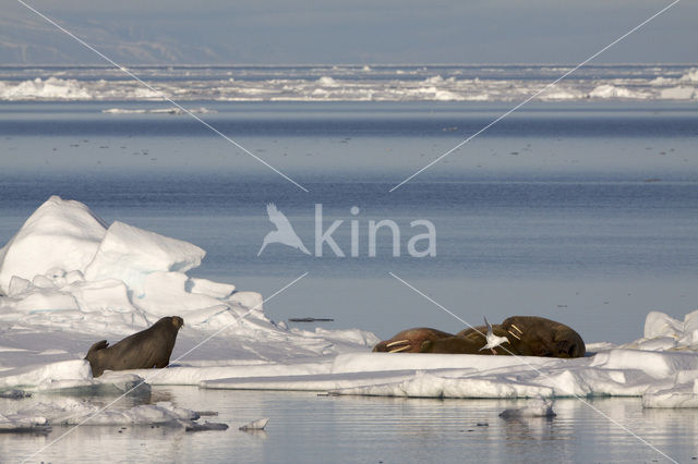 Walrus (Odobenus rosmarus)