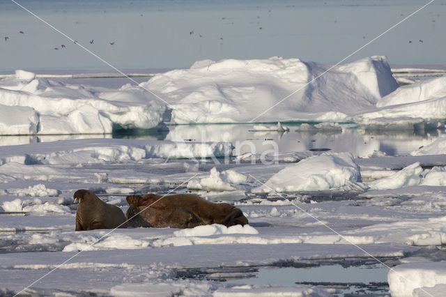 Walrus (Odobenus rosmarus)