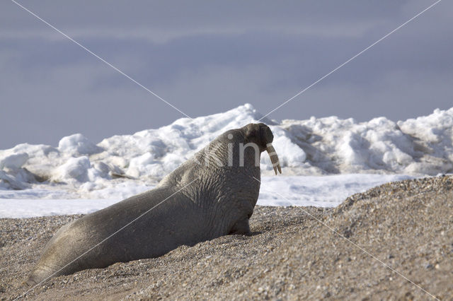 Walrus (Odobenus rosmarus)