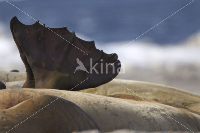 Walrus (Odobenus rosmarus)