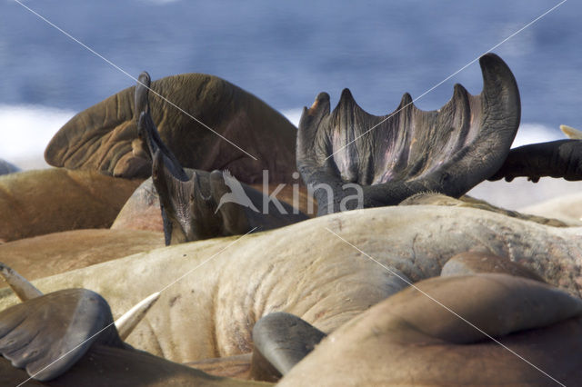 Walrus (Odobenus rosmarus)