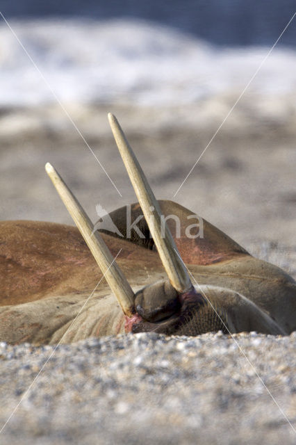 Walrus (Odobenus rosmarus)