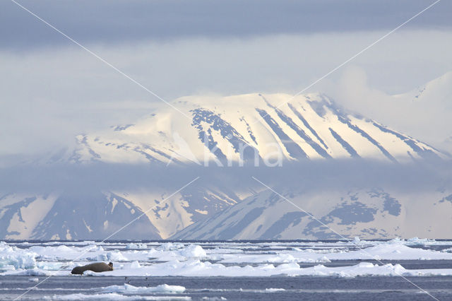 Walrus (Odobenus rosmarus)