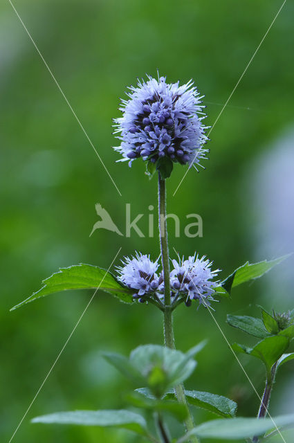 Watermint (Mentha aquatica)