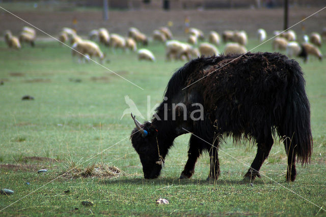 Yak (Bos mutus)