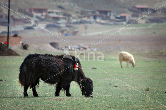 Yak (Bos mutus)