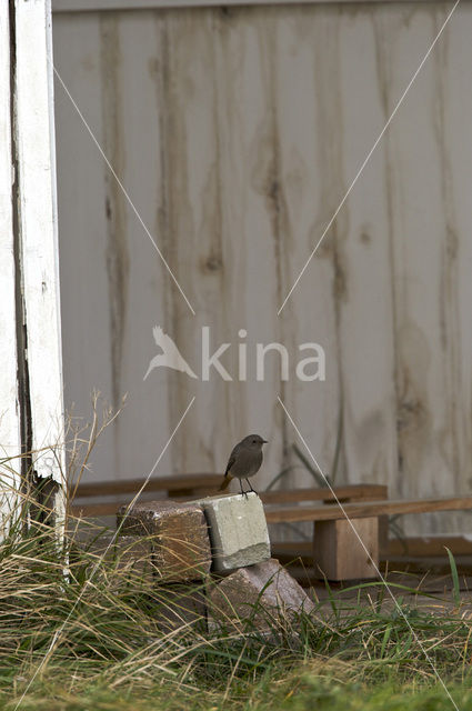 Zwarte Roodstaart (Phoenicurus ochruros)