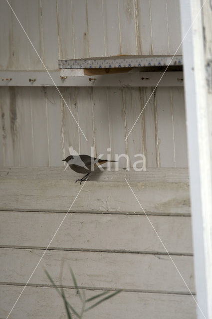 Zwarte Roodstaart (Phoenicurus ochruros)