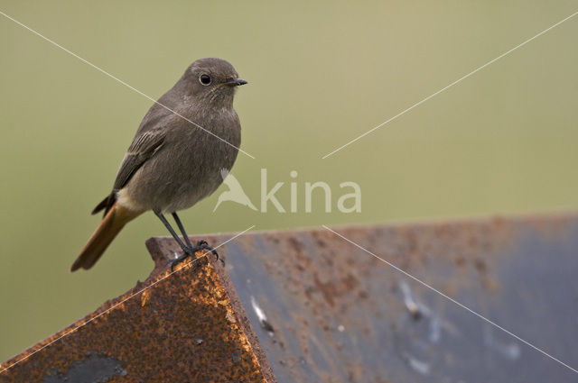 Zwarte Roodstaart (Phoenicurus ochruros)