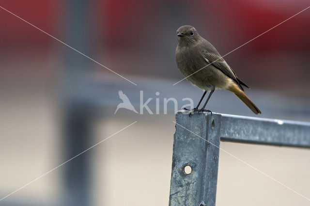 Zwarte Roodstaart (Phoenicurus ochruros)