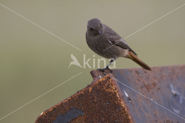 Zwarte Roodstaart (Phoenicurus ochruros)