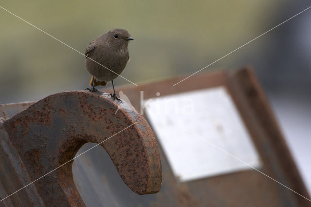 Zwarte Roodstaart (Phoenicurus ochruros)