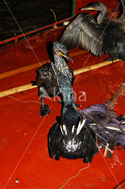 Aalscholver (Phalacrocorax carbo)