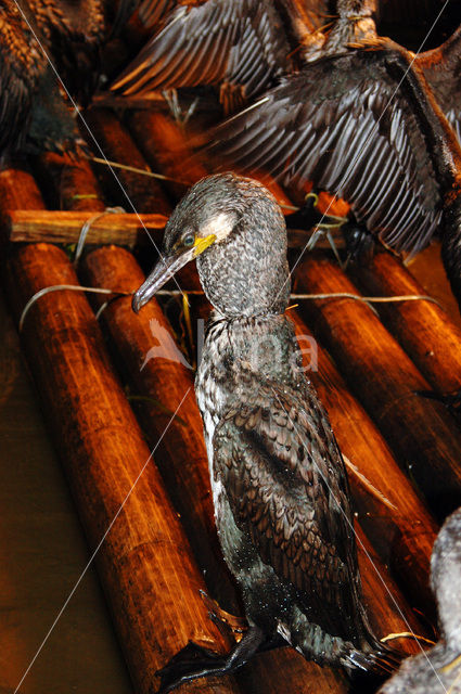 Great Cormorant (Phalacrocorax carbo)