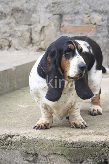 Basset hound (Canis domesticus)