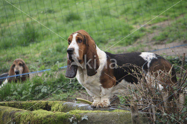 Basset hound (Canis domesticus)