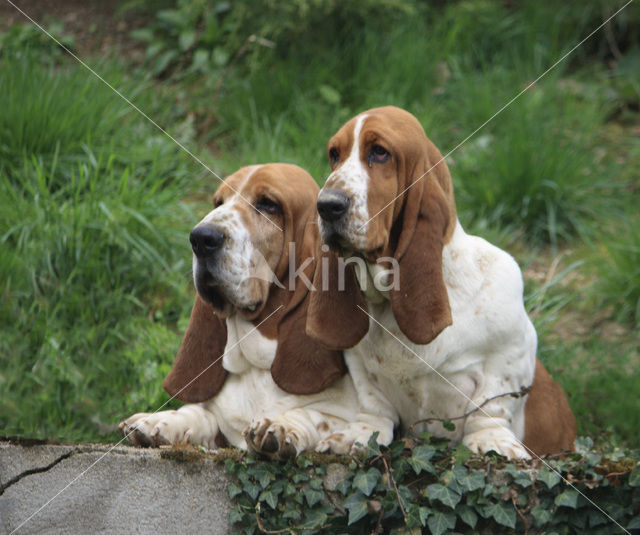 Basset hound (Canis domesticus)