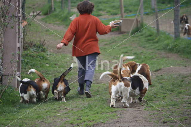 Basset hound (Canis domesticus)