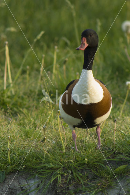 Bergeend (Tadorna tadorna)