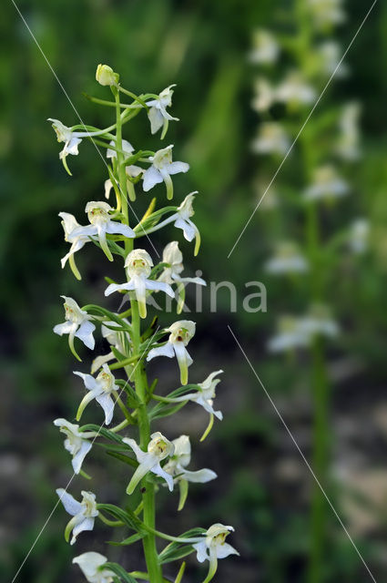 Greater Butterfly-orchid (Platanthera chlorantha)