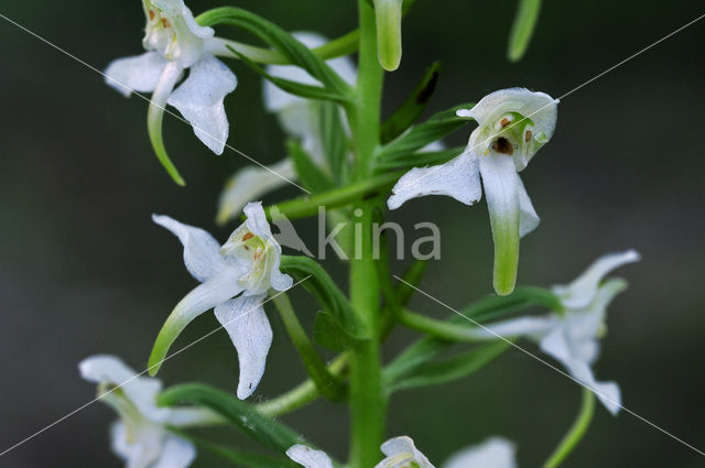 Bergnachtorchis (Platanthera chlorantha)