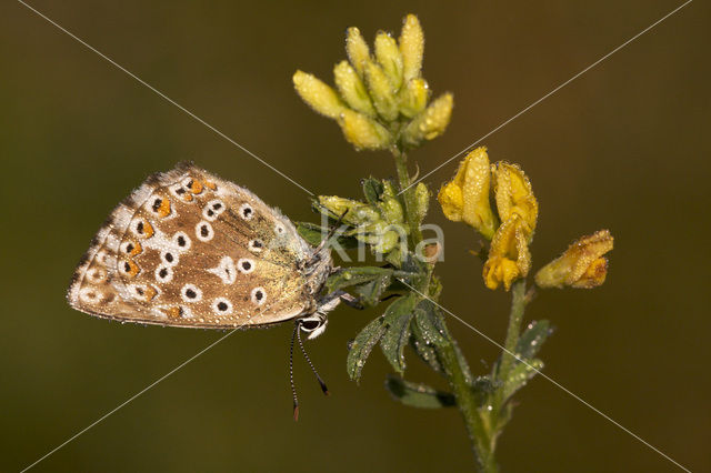 Bleek blauwtje (Polyommatus coridon)