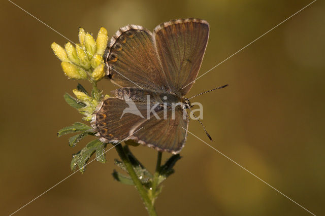 Bleek blauwtje (Polyommatus coridon)