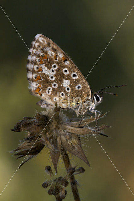 Bleek blauwtje (Polyommatus coridon)