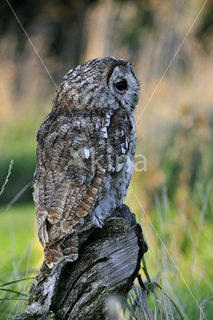 Tawny Owl (Strix aluco)