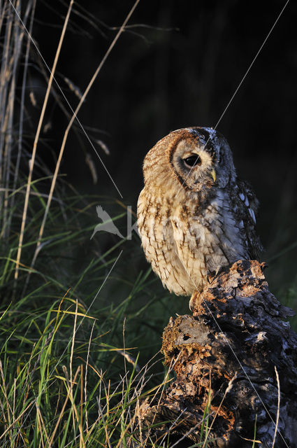 Bosuil (Strix aluco)