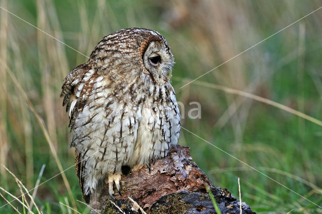 Bosuil (Strix aluco)