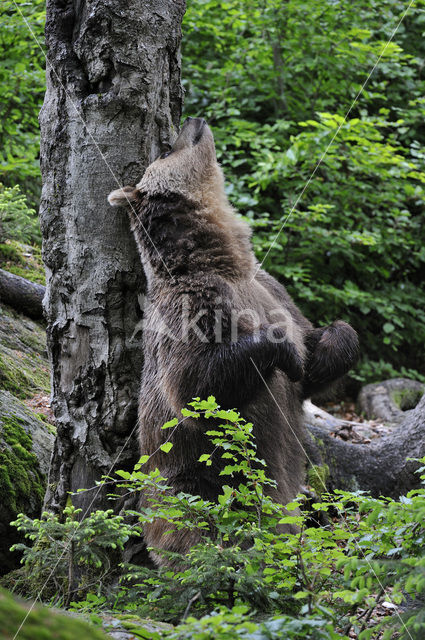 Brown Bear (Ursus arctos)