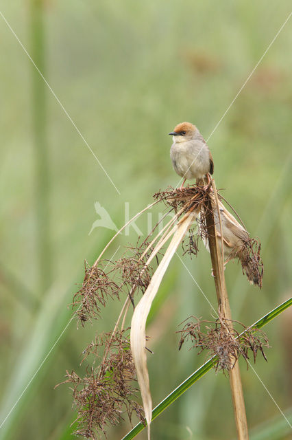 Chubbs graszanger (Cisticola chubbi)