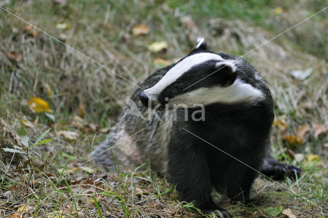 Badger (Meles meles)