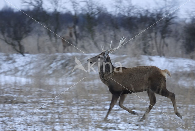 Edelhert (Cervus elaphus)