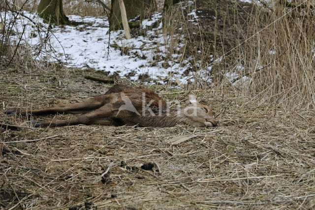 Edelhert (Cervus elaphus)