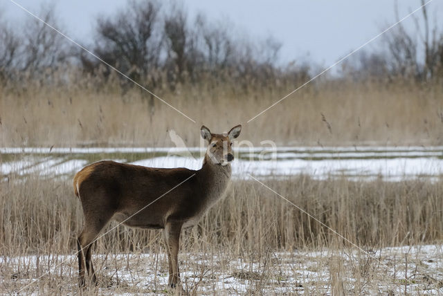 Edelhert (Cervus elaphus)