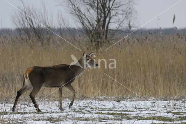 Edelhert (Cervus elaphus)