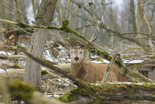 Edelhert (Cervus elaphus)