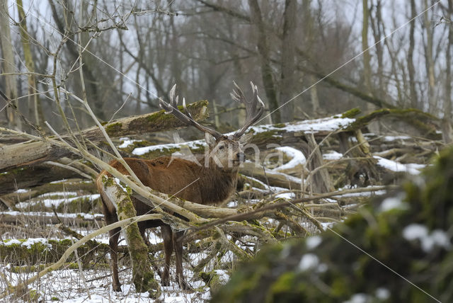 Edelhert (Cervus elaphus)