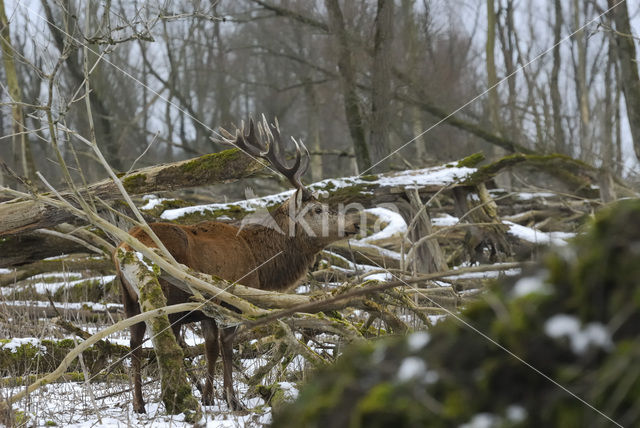 Edelhert (Cervus elaphus)