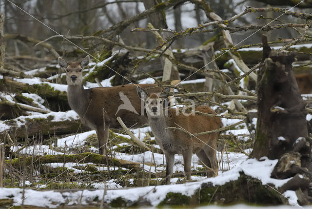 Edelhert (Cervus elaphus)