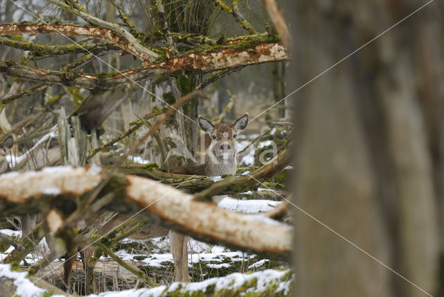 Edelhert (Cervus elaphus)