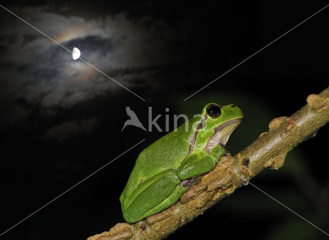 Europese boomkikker (Hyla arborea)