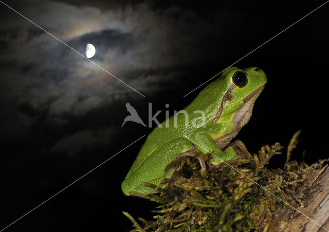 Europese boomkikker (Hyla arborea)