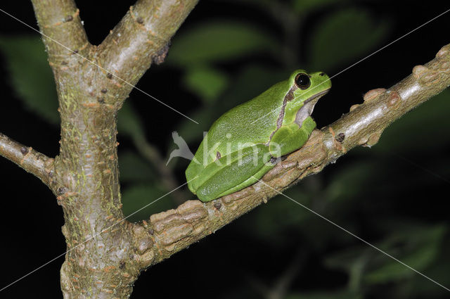 Europese boomkikker (Hyla arborea)