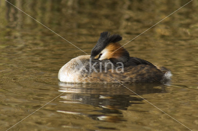 Fuut (Podiceps cristatus)