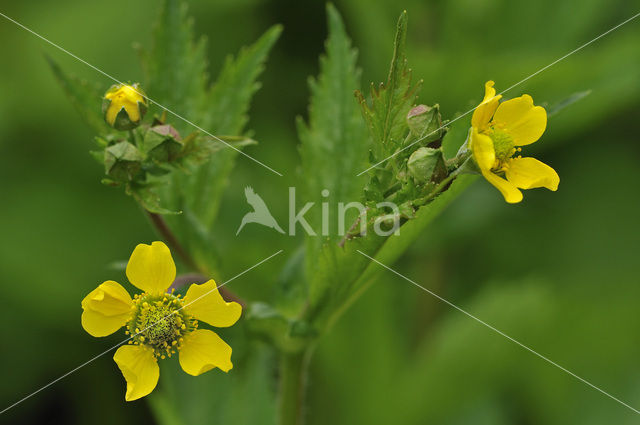 Wood Avens (Geum urbanum)